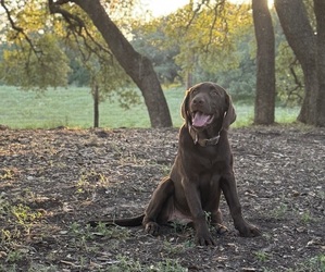 Labrador Retriever Puppy for Sale in SAN ANTONIO, Texas USA