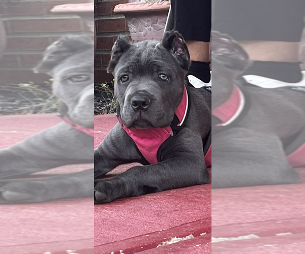 Medium Photo #32 Cane Corso Puppy For Sale in ANDERSON, IN, USA