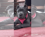 Small #31 Cane Corso