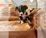 Small Photo #6 Miniature Australian Shepherd Puppy For Sale in ROYAL PALM BEACH, FL, USA