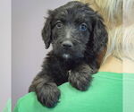 Small #3 Spaniel Mix