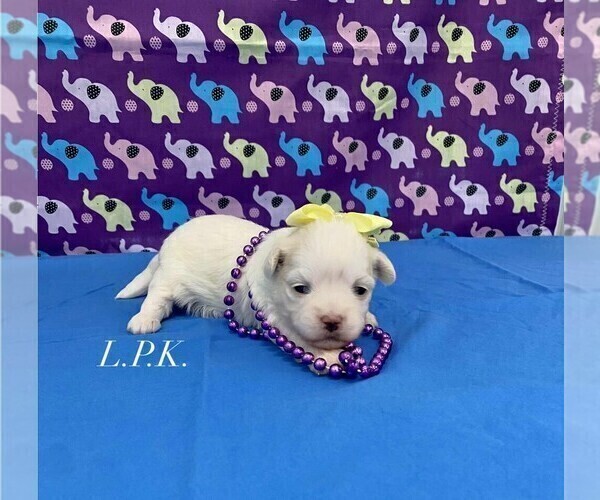 Medium Photo #3 Maltese Puppy For Sale in WINNSBORO, LA, USA