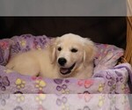 Small English Cream Golden Retriever