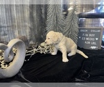 Small Photo #8 Saint Berdoodle Puppy For Sale in QUEEN CREEK, AZ, USA