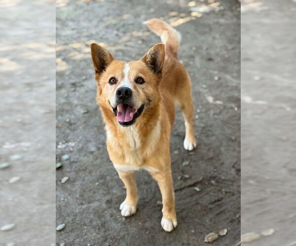 Medium Photo #2 Mutt Puppy For Sale in Riverside, CA, USA