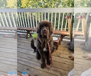 Newfoundland Dogs for adoption in LEXINGTON, KY, USA