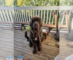 Moose - Male Newfoundland Dog for Adoption - Small photo
