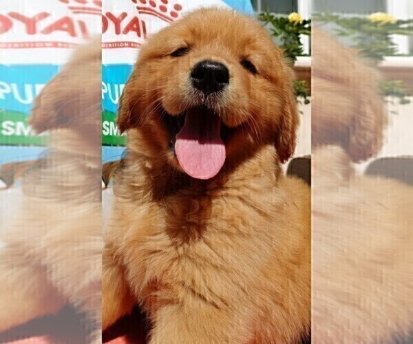Medium Photo #1 Golden Retriever Puppy For Sale in SANTA ANA, CA, USA