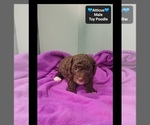 Atticus - Male Poodle (Toy) Puppy for Sale - Photo #3