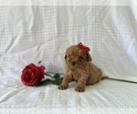 Puppy Riley Cavapoo