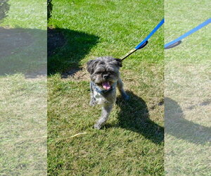 Hiccup - Male French Tzu Dog for Adoption - Photo #12