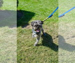 Small Photo #12 French Tzu Puppy For Sale in San Jose, CA, USA