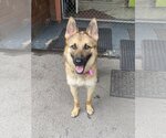 Small Photo #16 German Shepherd Dog-Unknown Mix Puppy For Sale in W Hollywood, CA, USA