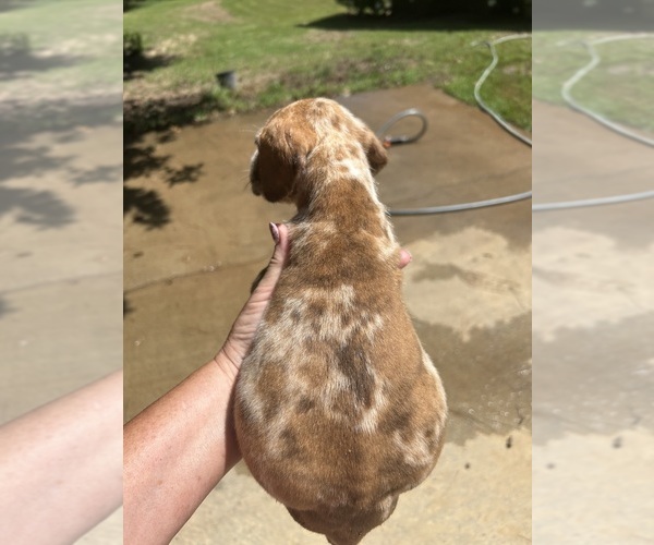 Medium Photo #3 Great Dane Puppy For Sale in CLANTON, AL, USA