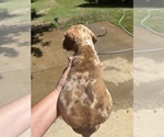 Small #2 Great Dane