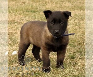 Belgian Malinois Puppy for sale in STRASBURG, PA, USA
