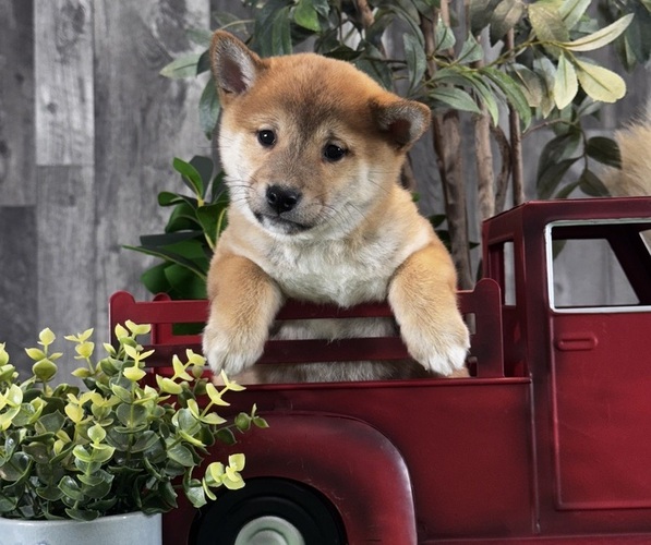 Medium Photo #4 Shiba Inu Puppy For Sale in CANOGA, NY, USA