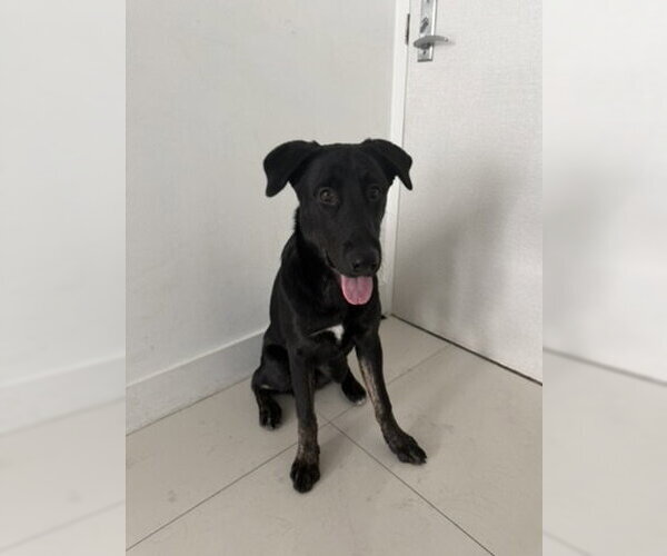 Medium Photo #1 Shepradors Puppy For Sale in Miami, FL, USA