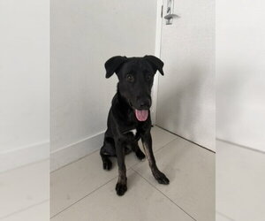 Shepradors Dogs for adoption in Miami, FL, USA