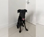 Small Shepradors
