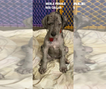 Small Photo #4 Great Dane Puppy For Sale in NORCO, CA, USA