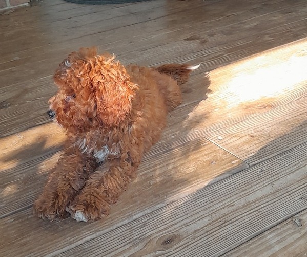 Medium Photo #6 Cavapoo Puppy For Sale in CLARKRANGE, TN, USA