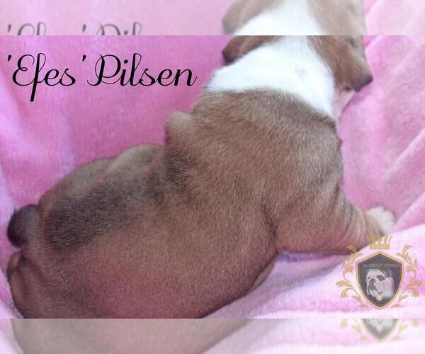 Medium Photo #25 Olde English Bulldogge Puppy For Sale in WRIGHT CITY, MO, USA