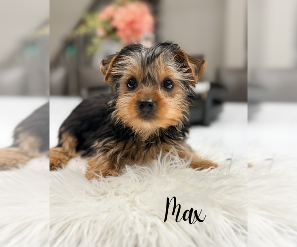 Medium Photo #2 Yorkshire Terrier Puppy For Sale in ADDISON, IL, USA