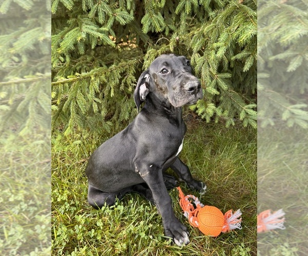 Medium Photo #2 Great Dane Puppy For Sale in MIDDLEBURY, IN, USA