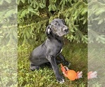 Small #1 Great Dane