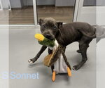 Small Mutt