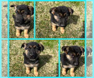 German Shepherd Dog Puppy for sale in ROCKPORT, KY, USA