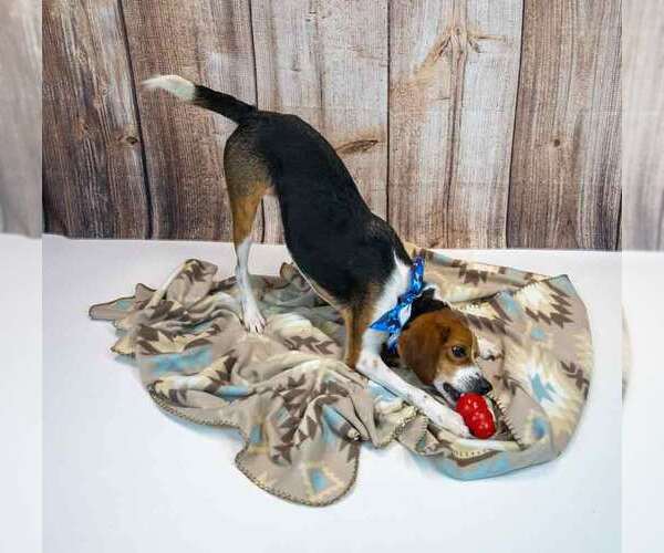 Medium Photo #4 Beagle Puppy For Sale in Kennesaw, GA, USA