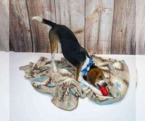 Tyrone - Male Beagle Dog for Adoption - Photo #4