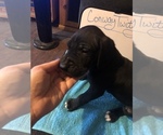 Small Photo #54 Great Dane Puppy For Sale in MINERAL WELLS, TX, USA