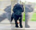 Puppy Runt Aussiedoodle-Poodle (Standard) Mix