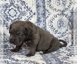 Small #2 Cane Corso