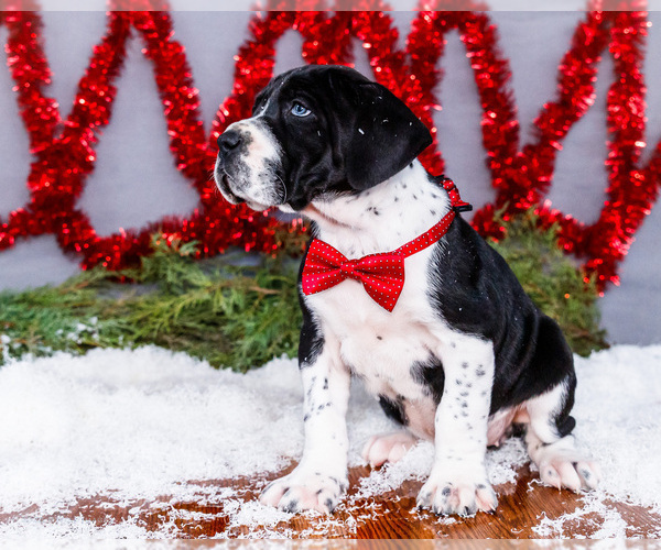 Medium Photo #12 Great Dane Puppy For Sale in WAKARUSA, IN, USA