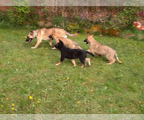 Medium Photo #18 Malinois Puppy For Sale in ORCHARDS, WA, USA