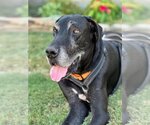 Small #7 Great Dane