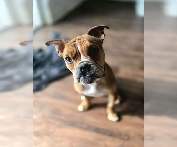 Medium Photo #5 American Pit Bull Terrier-Bulldog Mix Puppy For Sale in Raleigh, NC, USA