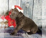 Small Photo #2 Labrador Retriever Puppy For Sale in GRABILL, IN, USA