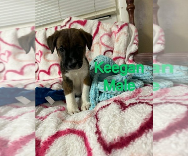 Medium Photo #1 Labrador Retriever-Unknown Mix Puppy For Sale in pomfret, CT, USA