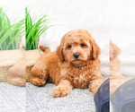 Small Photo #19 Goldendoodle (Miniature) Puppy For Sale in SYRACUSE, IN, USA