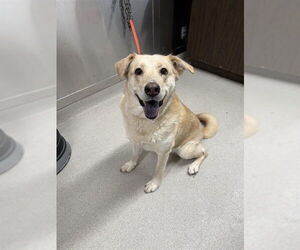 Labrador Retriever Mix Dog for Adoption in Fairbanks, Alaska USA