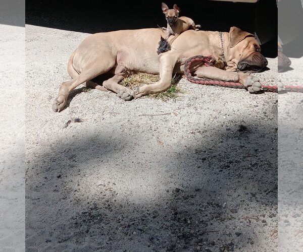 Medium Photo #2 Mutt Puppy For Sale in Goodyear, AZ, USA