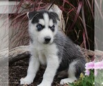 Small Photo #7 Siberian Husky Puppy For Sale in CATAWISSA, PA, USA