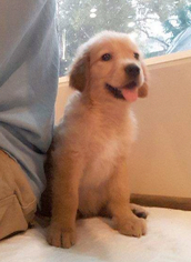 Golden Retriever Puppy for sale in MISSOURI CITY, TX, USA