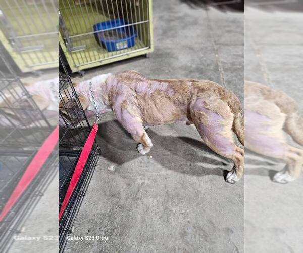 Medium Photo #4 Mutt Puppy For Sale in Waterloo, IA, USA