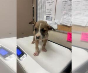 American Pit Bull Terrier-Unknown Mix Dogs for adoption in Conroe, TX, USA